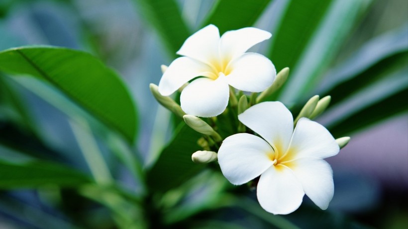 『生肖』下个月内，红娘牵线寻得姻缘，爱情运加身，顺利脱单的四大生肖