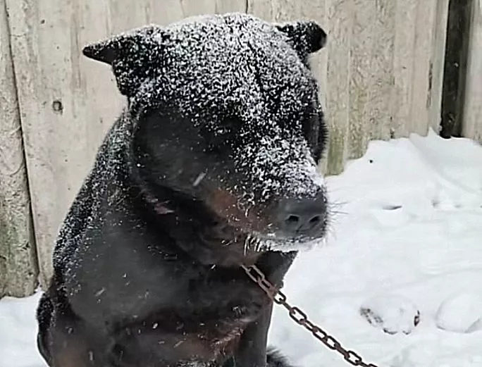 下雪天，主人不让狗狗进屋，狗狗在雪地冷得发抖身上沾满雪
