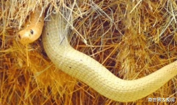 []巨型鸟巢再次出现，靠近者无人敢动，当地人：不要命的去吧