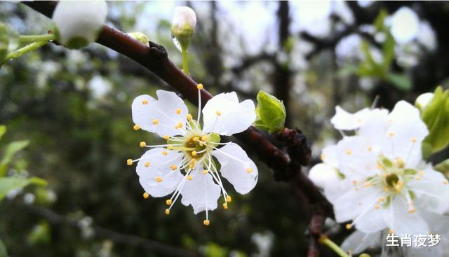 「生肖」5月,前任回归,温柔诉说真情,3生肖喜获旧爱,旧情人走心相爱
