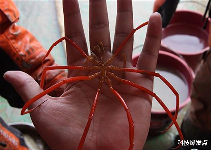 #蜘蛛#在地球上存在4.5亿年,似乎没有存在的意义,连人类都不吃!