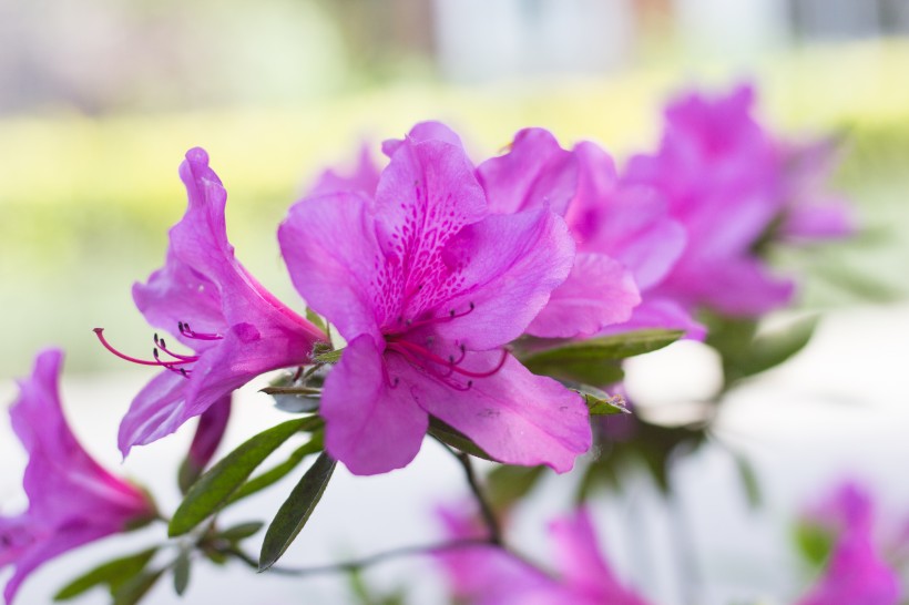 『』7月份，桃花运庇佑，求得姻缘上上签，好事常常发生的四大生肖