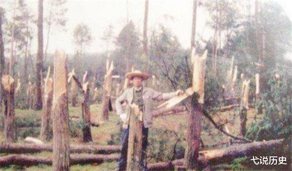 弋说历史|湖北离奇事件：磨山710棵树几分钟内居中折断，目击者称：看到了龙