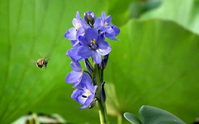 生肖|8月中旬开始贵人多财运旺，有吉星照耀，翻身做大富翁的四大生肖