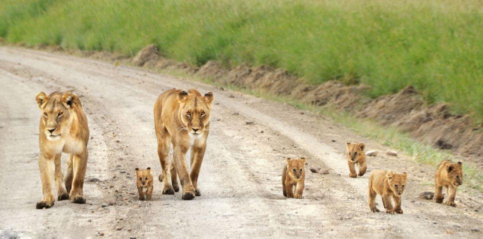 狮子|小狮子的生与死，很大程度上要看雌狮怎么表态