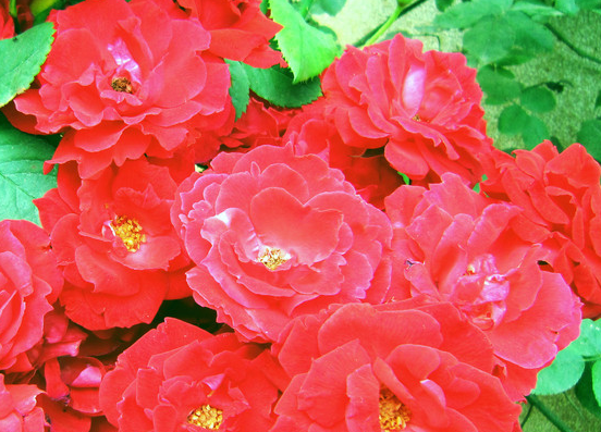 「运势」未来一周运势转好，4属相有好事发生，大吉大利，富贵多金