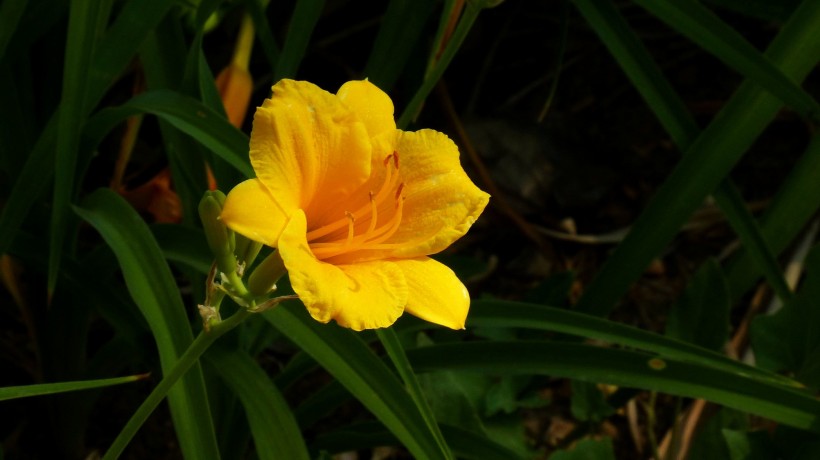 「生肖」6月下旬期间，姻缘袭来，遇见真爱，至死不渝的四大生肖