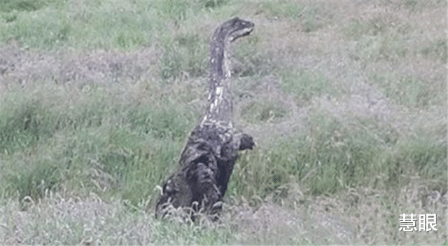 恐龙:哗然!苏格兰再一次拍到尼斯湖水怪,这次是在路上走!真的是恐龙?