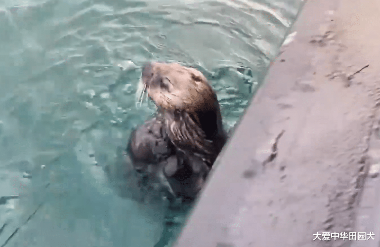 虎鲸|海獭被虎鲸追捕，它三次跳上人类的小船：可以救救我吗？