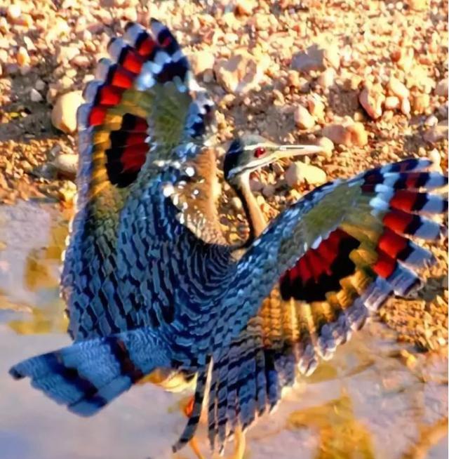 『』不开玩笑!林子大了,还真是什么鸟都有!