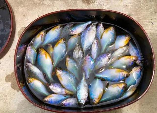 ##这鱼5年长不到3厘米，经常误认为是小杂鱼，价值珍贵却鲜为人知