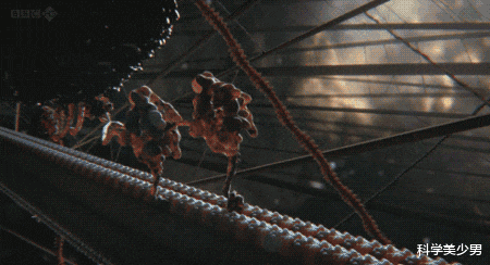 科学家|为什么人类总吃食草动物,很少吃食肉动物?科学家:吃不得