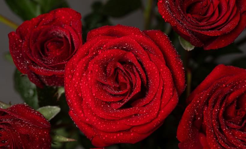 生肖|10月下旬,桃花星处处开,喜结良缘,真爱伴你行的四大星座