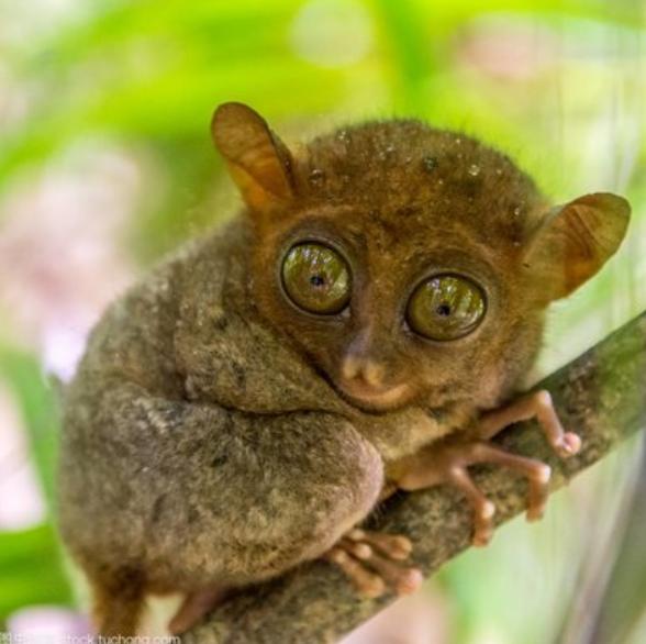 抹香鲸|世界之最——动物之最（1）