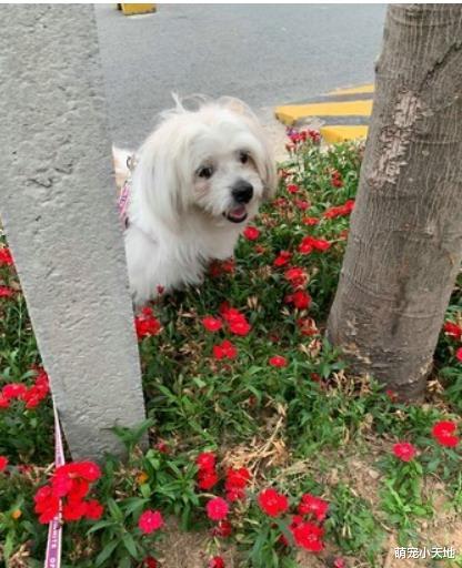 搬家遇到陌生狗装熟讨摸，说完到17楼就养你，它秒进电梯等