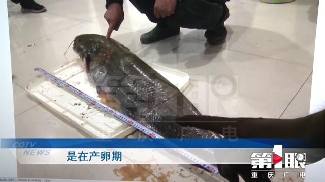 非法捕捞|江北警方：打击非法捕捞 保护生态发展