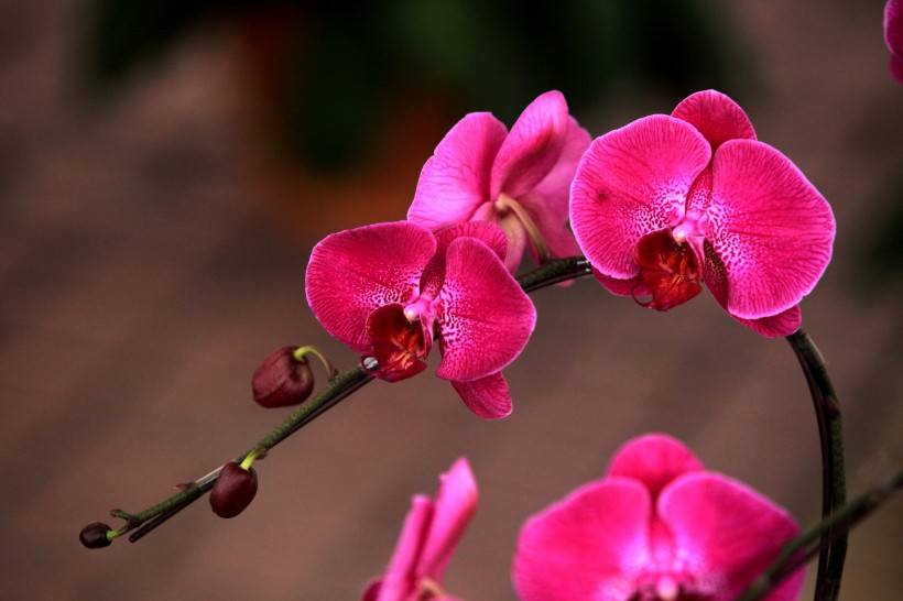 运势|7月喜降桃花雨，月老赐姻缘，将携手到白头的四大生肖！
