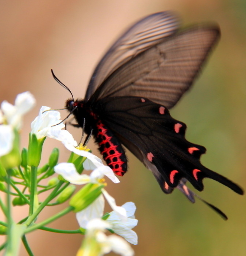 属鸡|下个月，4属相职场得意，财源滚滚，事业风生水起，财富水涨船高