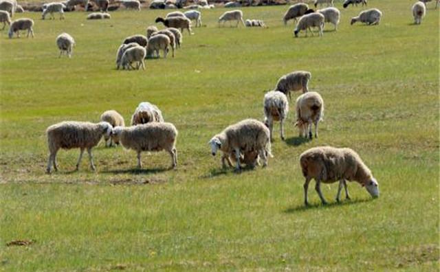 羊肉|日本人为什么基本都不怎么吃羊肉？是因为嫌弃？看完你就知道了