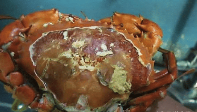 面包蟹|同事拼多多买“面包蟹”,5只花了200元,巨大,掰开后:认真的?