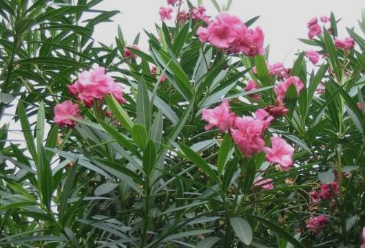 |盘点世界十大剧毒植物排行榜