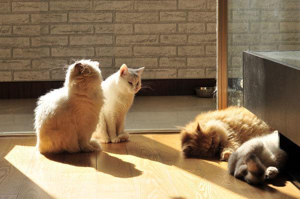 想要猫狗双全？你不一定适合，看看就究竟适合养猫还是养狗