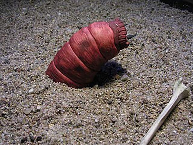 『毒液』蒙古“死亡之虫”神出鬼没,喷毒液放闪电,探险家冒死探寻真相