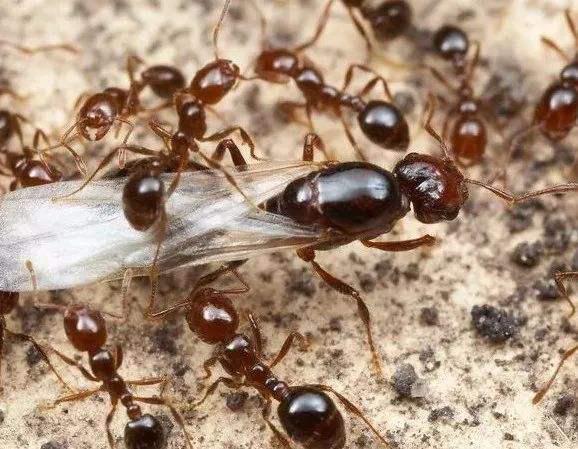「」蚂蚁王国,在蚁后死后会发生什么?看完你就知道了