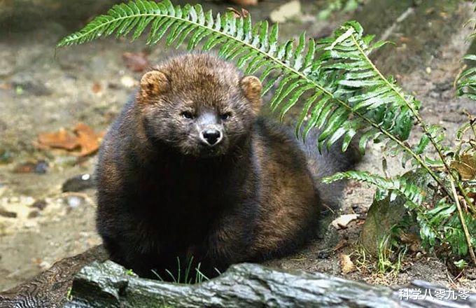 #加拿大猞猁#北美特有的“大猫杀手”，捕食豪猪、袭杀猞猁，对猎物大小不设限