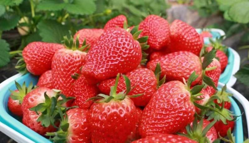 时代报告 河南杞县：潘青霞的“莓”好新生活