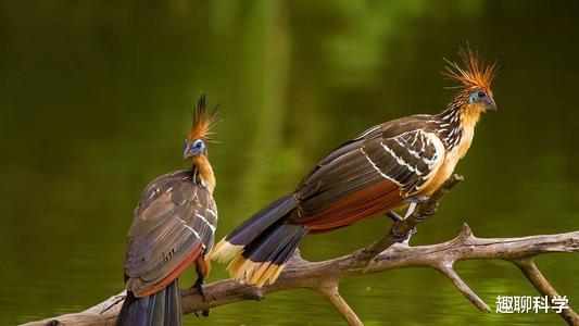 亚马逊河|亚马逊河怪鸟：头戴凤冠却奇臭无比，翅膀长爪不会飞擅长攀爬游泳