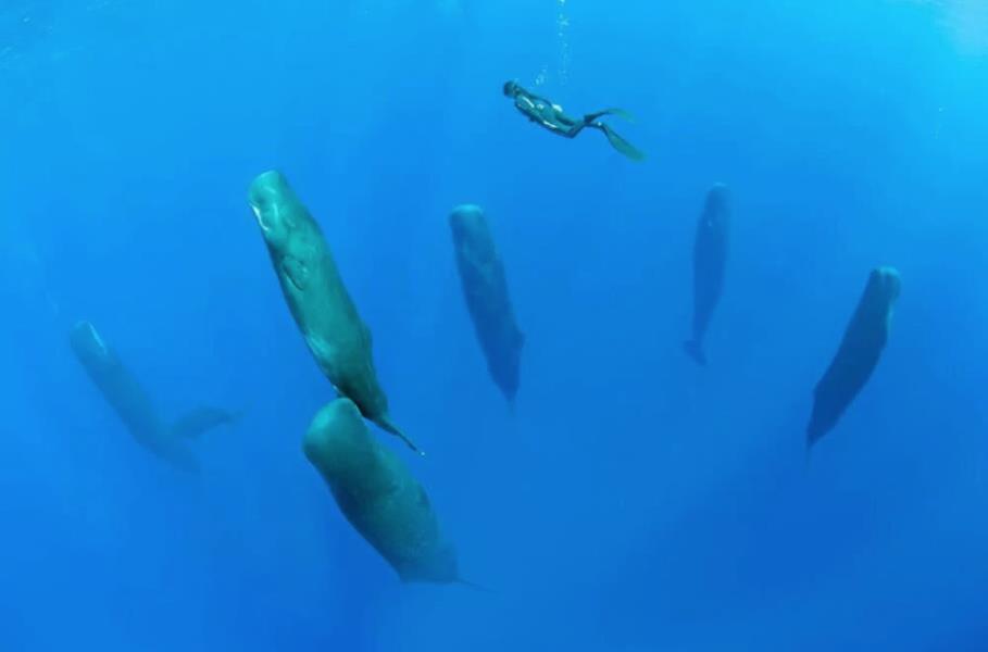 『鲸鱼』几百吨重的鲸鱼，若不小心睡着会沉到海底吗？它们竟然是站着睡的