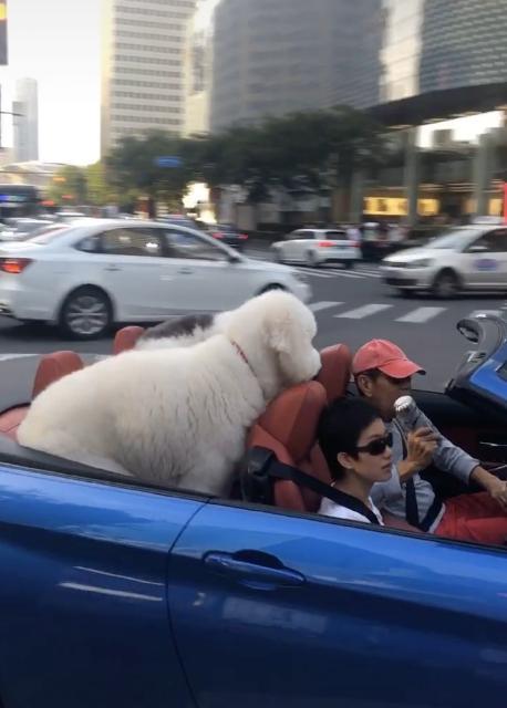 张丰毅|64岁张丰毅开500万超跑出街?带娇妻与宠物兜风,网友:人不如狗