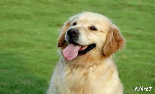 ‘暖男’的金毛也有6个缺点，你能忍受吗？