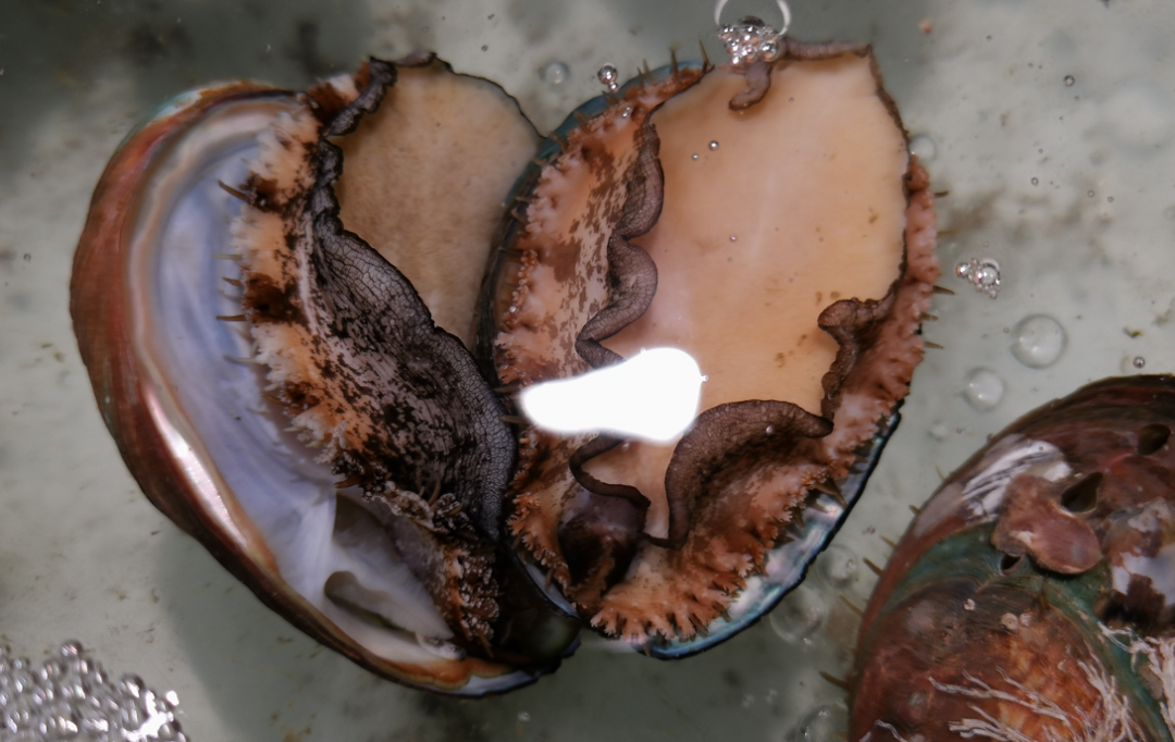 #果汁#第一次吃鲍鱼时，服务员问你要几头，网友：不会回答可真是丢脸