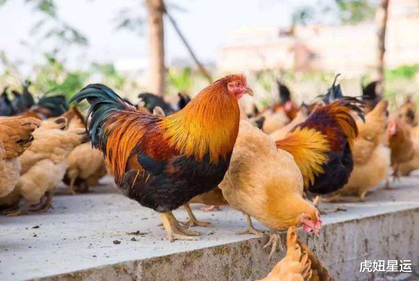 生肖|酉鸡人：近期6天这个人会找上门，是你这辈子最大的贵人要珍惜！