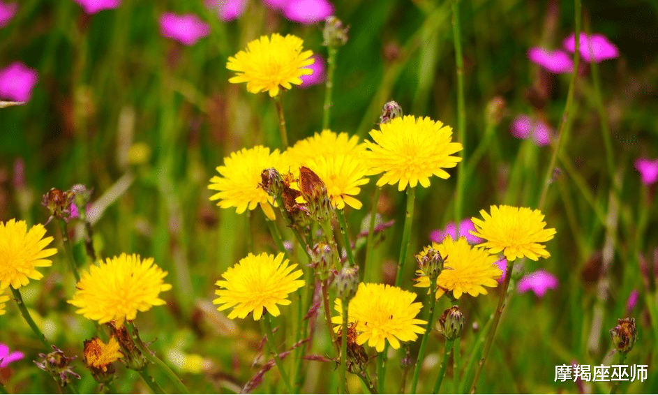 生肖|11月，爱情运节节攀升，真爱卷土重来，大胆追爱，深情守护前任