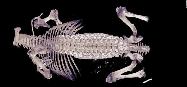 [科学家]踩都踩不死，鼩鼱的脊椎为何这么强？科学家花了一百年都搞不懂