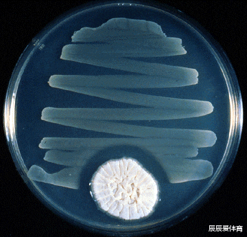 「基因」这位研究生周末偷个懒，却意外破解了啤酒的千古之谜