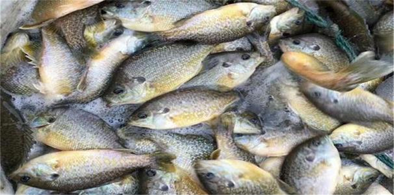 日本：1999年引进中国“绿鱼”，入侵我国20年，日本却开启全民钓鱼模式