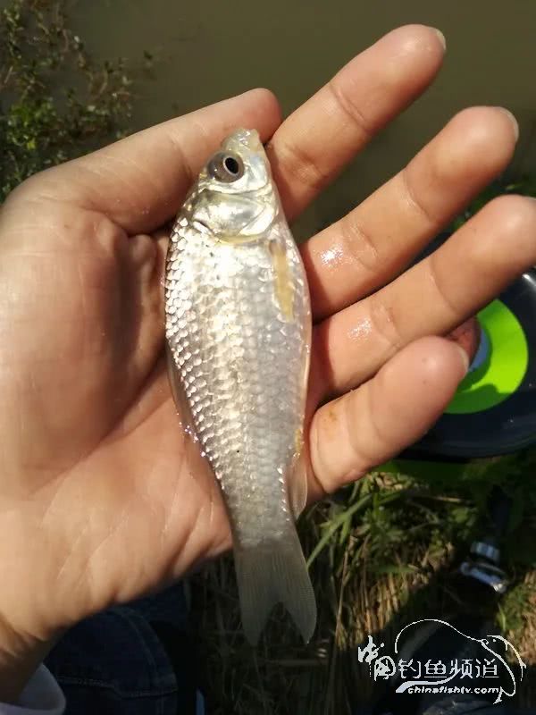 「」一招制敌！疯狂飞饼诱钓大草鱼！