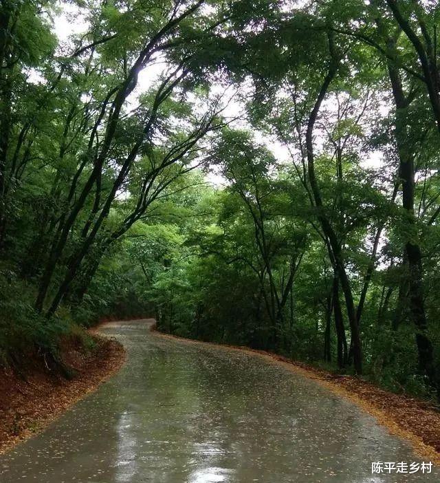 [秦岭]秦岭大山里的乡间道路，简直就是仙道，像穿越绿色的时空隧道一样