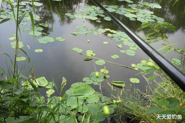 ▲细说七星漂睡钩钓法的4大优势,野钓鱼情多变,这种钓法简单好用