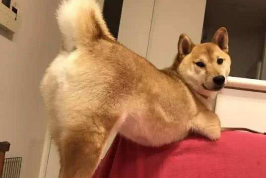 @为什么动物在排便之后，不需要擦就很干净？而人类就不行呢？