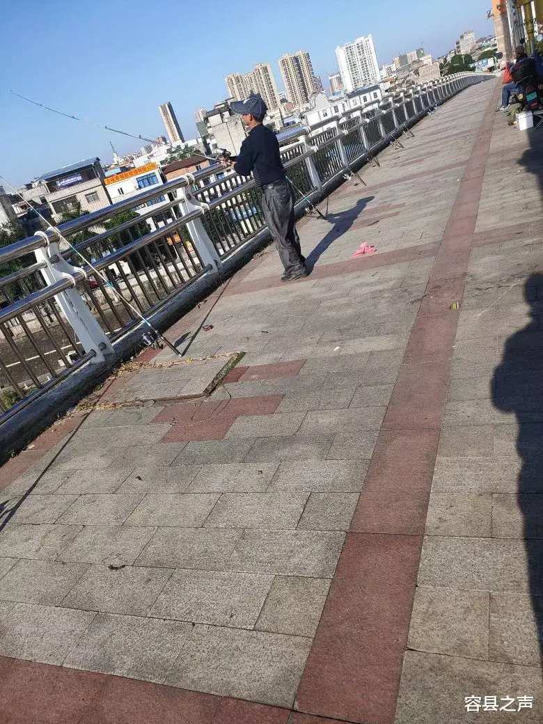佛系|广西这条江惊现大量腊鱼，钓鱼佬天光就架吊杆在桥守\菜地\