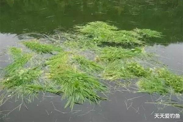 「」夏季浮钓草鱼，三种有效的草饵打窝方法，快速诱鱼，大草鱼连竿上