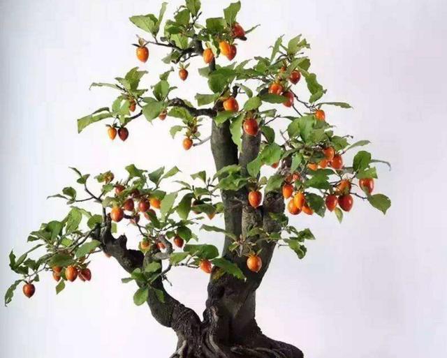 春节回家买这5种植物，不仅寓意好，而且易养漂亮，老花农都推荐