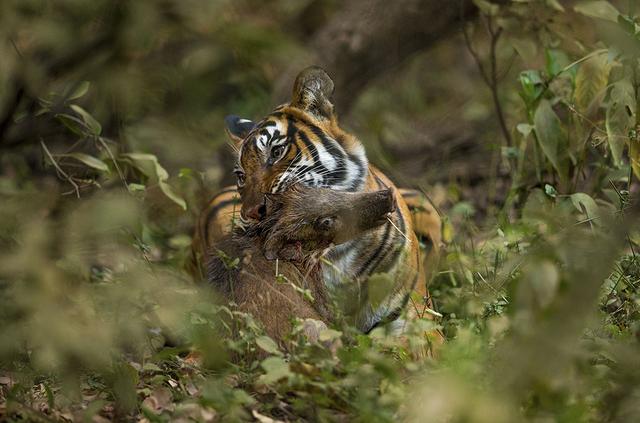 狮子|对比了老虎与狮子各项数据之后，发现狮子真的很难打赢老虎