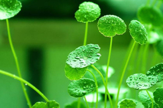 生肖|7月下半月财丰利达，运势节节攀升，进步神速，收获满满的3生肖