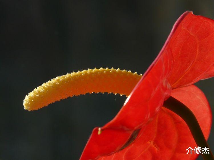 生肖|未来30天，好运降临，喜进家门，处处有惊喜，财神进家门的4生肖